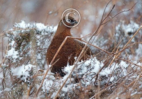 Red Grouse in the Snow